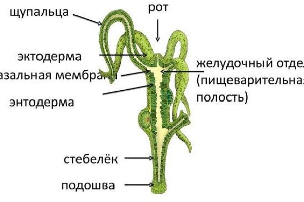 Пиратия кракен